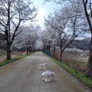 인다락벚꽃길 이미지