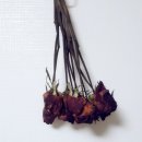 일상 : 바나나콘후기, 아리따움세일, 다이소, 폰케이스추천, 택시운전사, 양주계곡추천,마켓공구