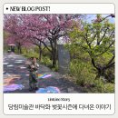 당림미술관 바닥화 체험 후기 | 예약 꿀팁 + 겹벚꽃 시기 4월3주 벚꽃현황 (충남 아이랑 가볼만한곳)