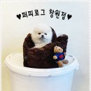 퍼피로그 강아지분양 창원점 이미지