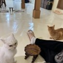 고양이 행복구역 이미지