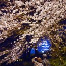 순천, 밤의 벚꽃은 낮보다 아름답다.☆ 이미지
