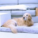 강냥이 쇼핑하우