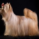 도그이살롱 이미지