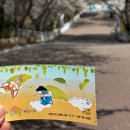 수릉원(남) | 2주반동안의 벚꽃기록