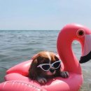 더편한동물병원 이미지