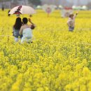 낙동강변 축구장 2 이미지
