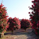 동백농원 이미지