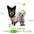 고롱고롱 이미지