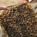 아빠 벌꿀 농장 이미지