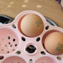 반여동 낙곱새집 해운대1972낙지볶음 반여