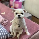 메씨엘리 이미지