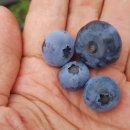 박순자농장 이미지