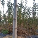 알프스 오토메 마키베리 포포나무 체리나무 푸룬 호두나무4년생 이미지