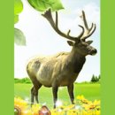 무학사슴농장 이미지