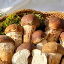 건강한 실속 집밥 레시피 이미지