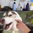 향기롭개 이미지