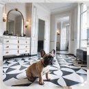 더나은펫샵 | 백석동 미니비숑분양 예산별 완벽 가이드 후회 없는 선택 만들기