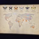 꿈꾸는 정원 | 에버랜드 나비의 꿈꾸는 정원 후기-아이와 꼭 가야 할 힐링 체험존