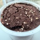 학교생각키우기 | 다이소 캣그라스 키우기 2탄 - 캣닢 이후 캣그라스 후기🌱