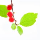보석나라 | 앵두, 잊혀진 붉은 보석의 귀환! 조선왕도 몰랐던 앵두의 진짜 이야기