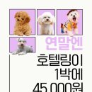 굿독 | 염곡동 원지동 애견호텔 반려견호텔링 강남 켈리독 후기