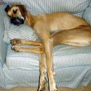 개팔자 상팔자 이미지