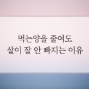 먹는양은 줄어도 살이 안 빠졌던 이유