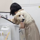 웰니스펫뷰티 이미지