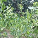 별이네농장 이미지