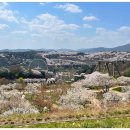 개화(아) 이미지