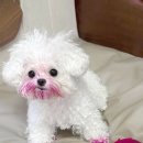 님프 이미지