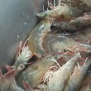 시후수산