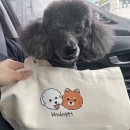 뽀도기 이미지