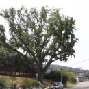 청풍김씨 열녀비 이미지