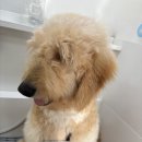 멍뽀득 네이버블로그