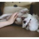 중산동물병원 이미지