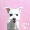 뭉치네 미용실 이미지