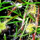 축제(동양화) 이미지