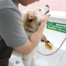 버블독스 이미지