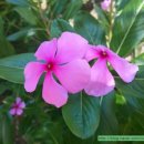 상국농장 | 過故人莊(과고인장) - 孟浩然(맹호연)