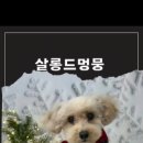 살롱드멍뭉 이미지