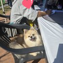 펫리즈 | 대구달서반려가족희망나눔축제 | 반려동물행동심리 |펫타로