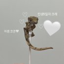알줍 이미지