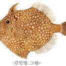 어류도감 - 복어目 - 쥐치科 - 그물코쥐치 이미지