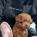 부산강아지분양 유독 직접 방문한 솔직후기