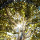 녹나무 | [주간 독서 기록] 히가시노 게이고 소설 '녹나무의 여신' 후기(줄거리/결말 스포 O)