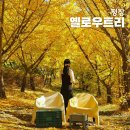 내기마을진입로 | 평창 옐로우트리 카페 진입로 주차 은행나무숲