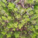 자작나무 스테이 이미지