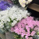 강남-194 | [강남고속터미널] 고터 꽃시장 나들이 후기(feat. 가게 추천/꽃조합/영업시간)